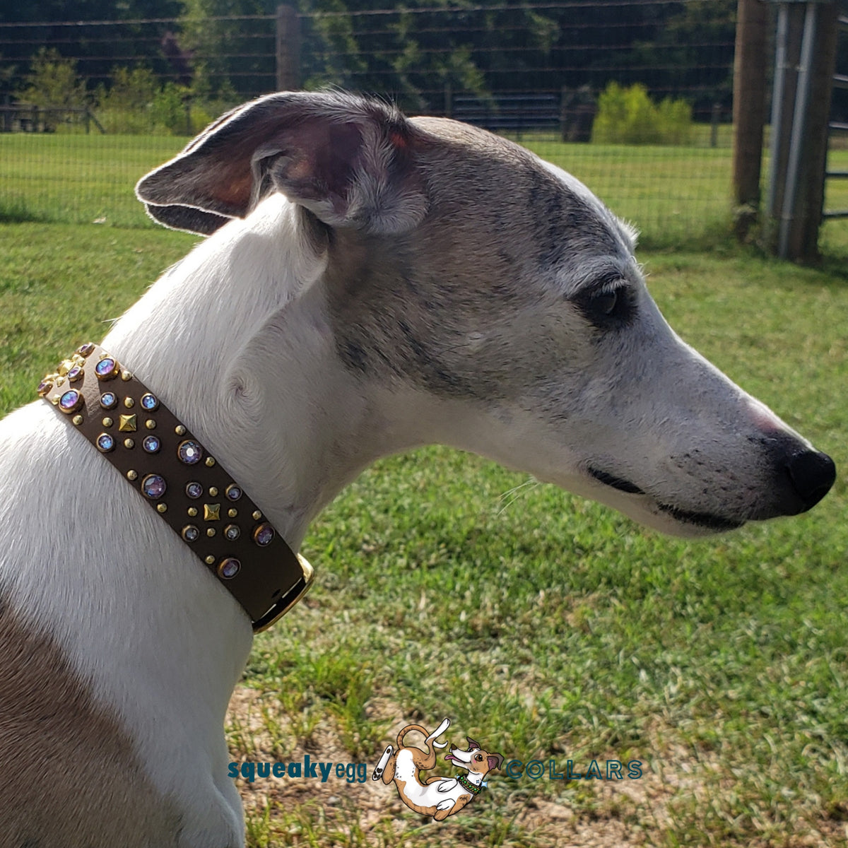 Biothane Collars – Squeaky Egg Shop